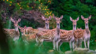 Ranthambore