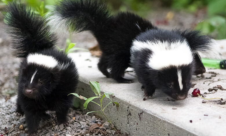How to Get Rid of Skunk Smell How to Get Rid of Skunk Smell