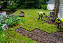 Which Lawn Replacement Services Are Right for Your Needs?